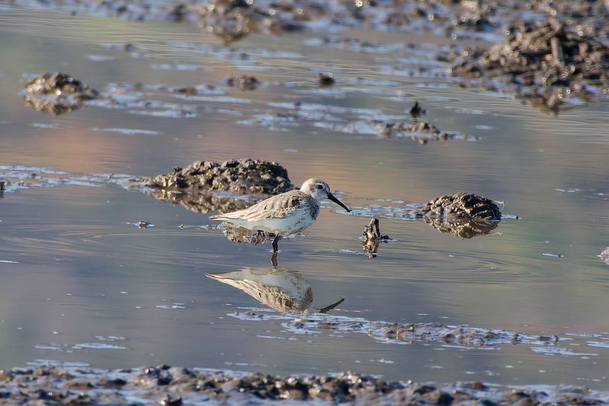 myrsnipe - ML646558813