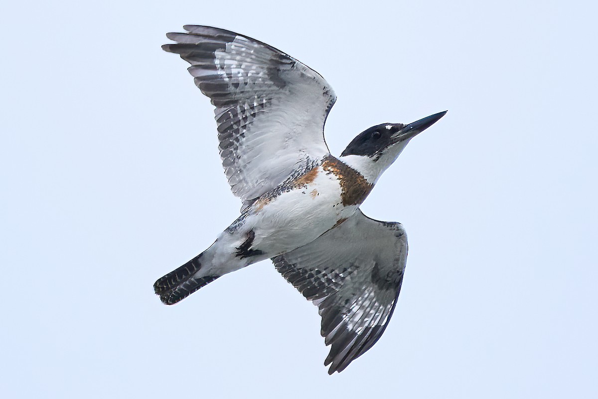 Belted Kingfisher - ML646558814