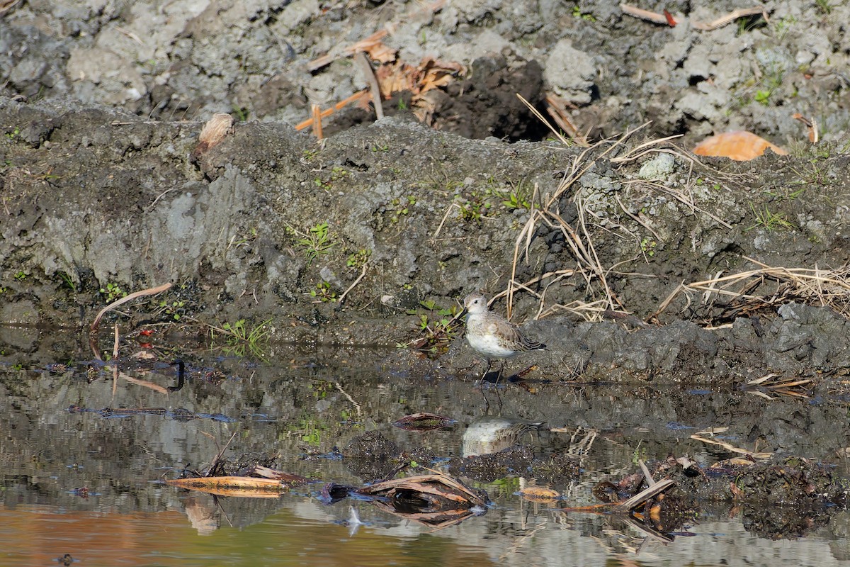 myrsnipe - ML646558816