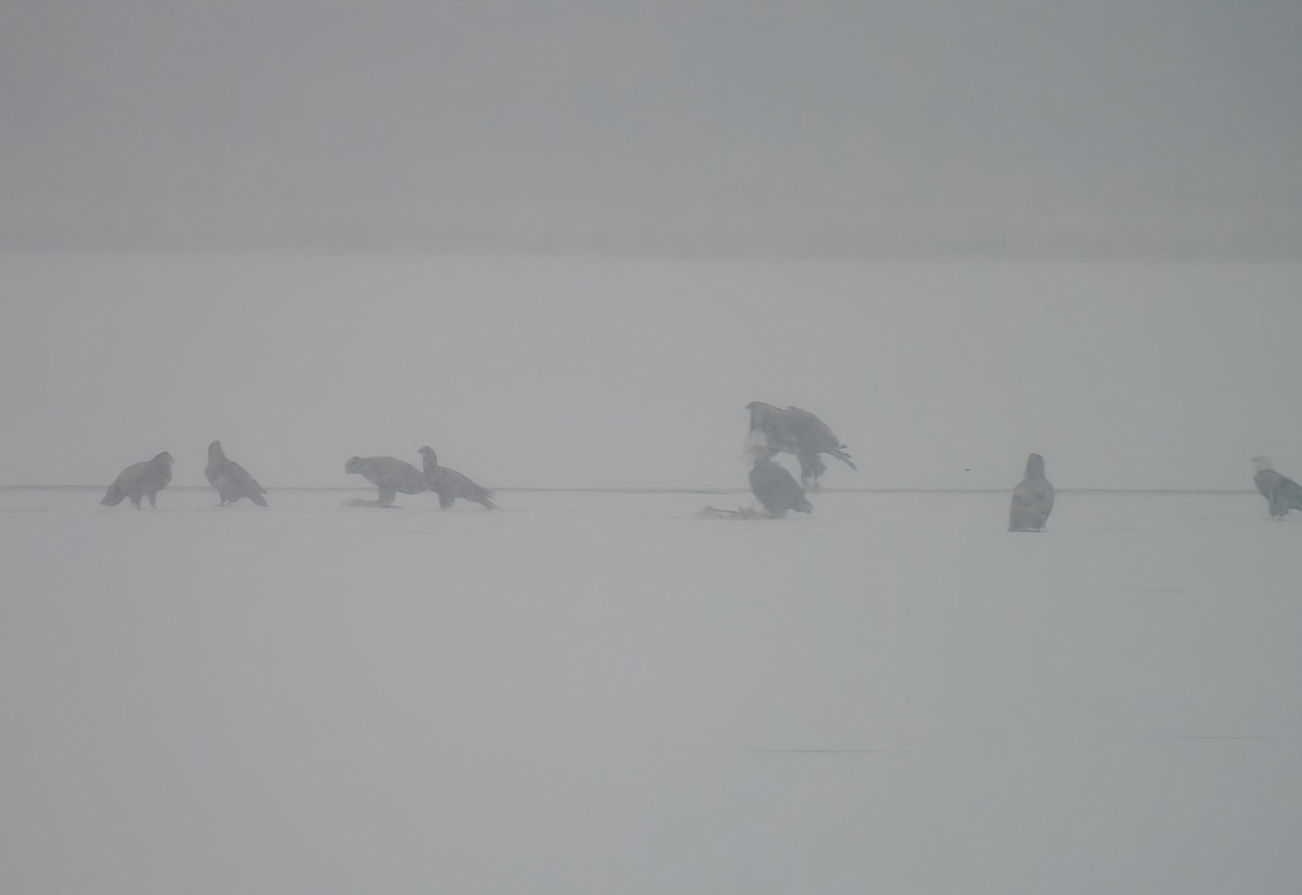 Bald Eagle - ML646558818