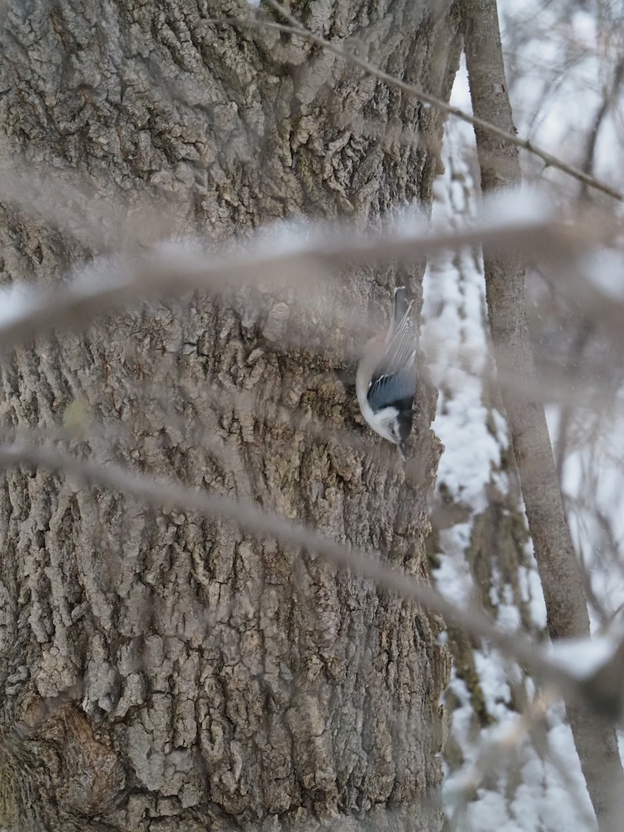 Weißbrustkleiber - ML646558819