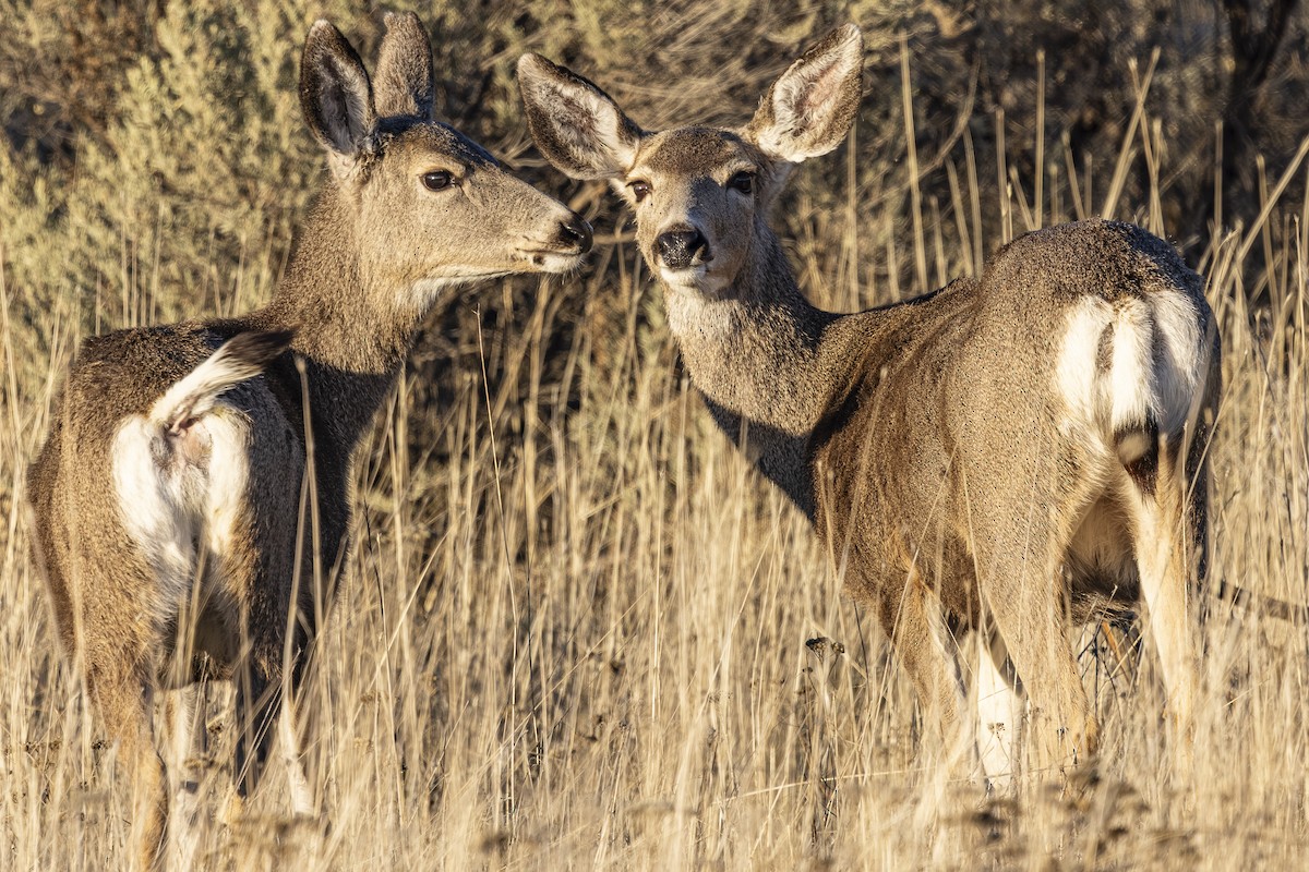 Venado bura - ML646558821