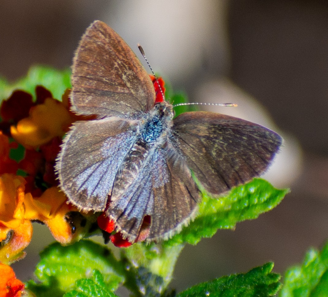 Hayvanlar - ML646558822