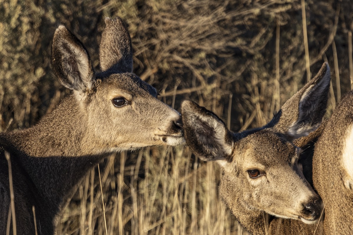 Venado bura - ML646558823