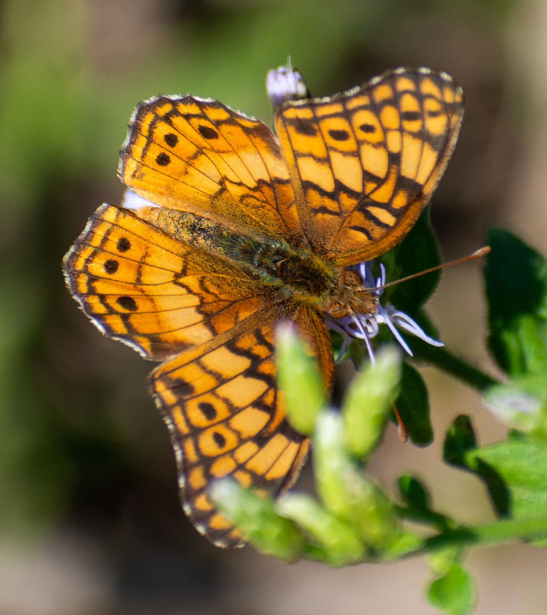 Hayvanlar - ML646558837