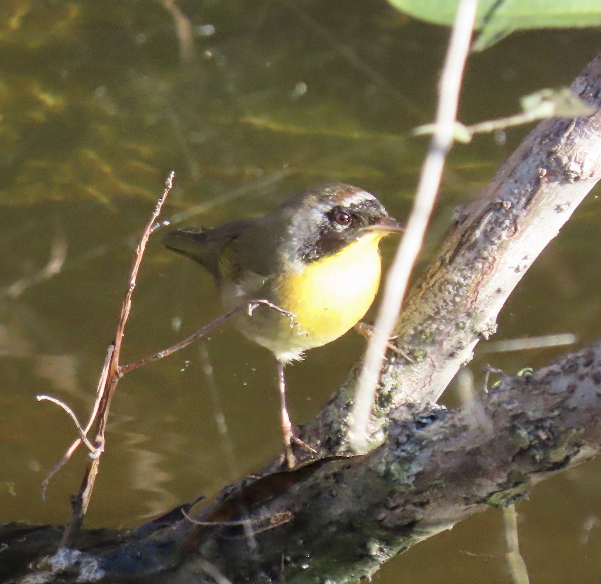 Северная желтогрудка - ML646558838