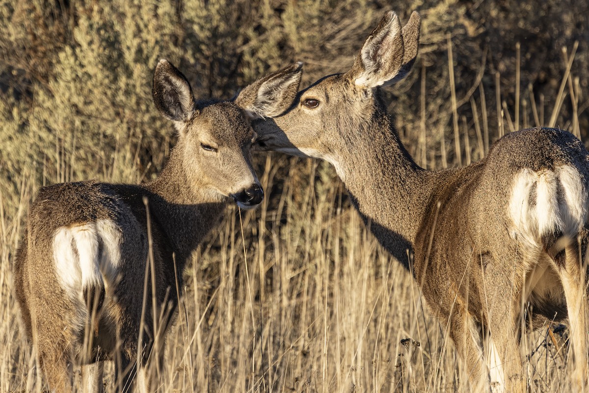 Venado bura - ML646558839
