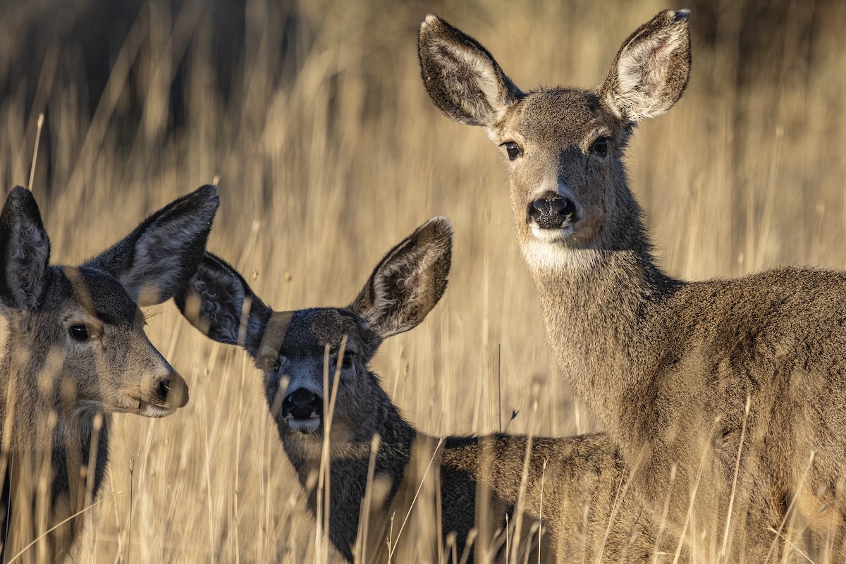 Venado bura - ML646558841