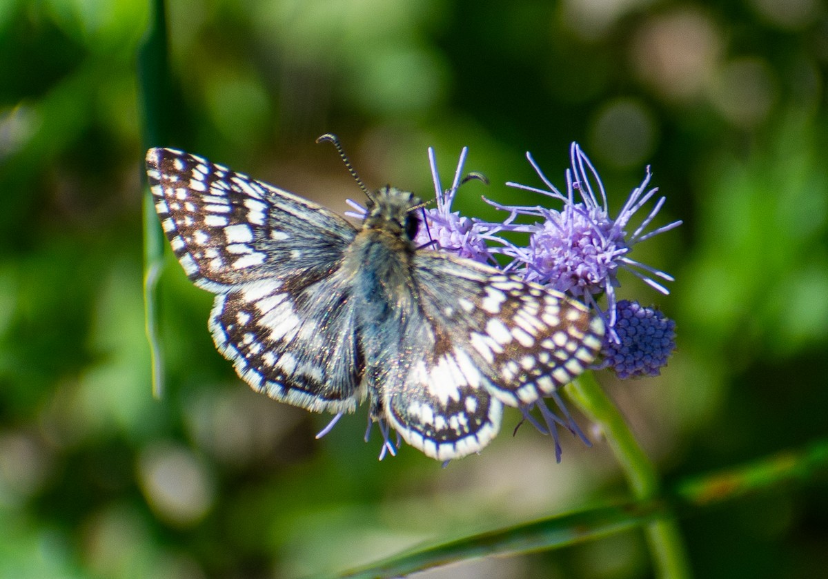 Hayvanlar - ML646558842