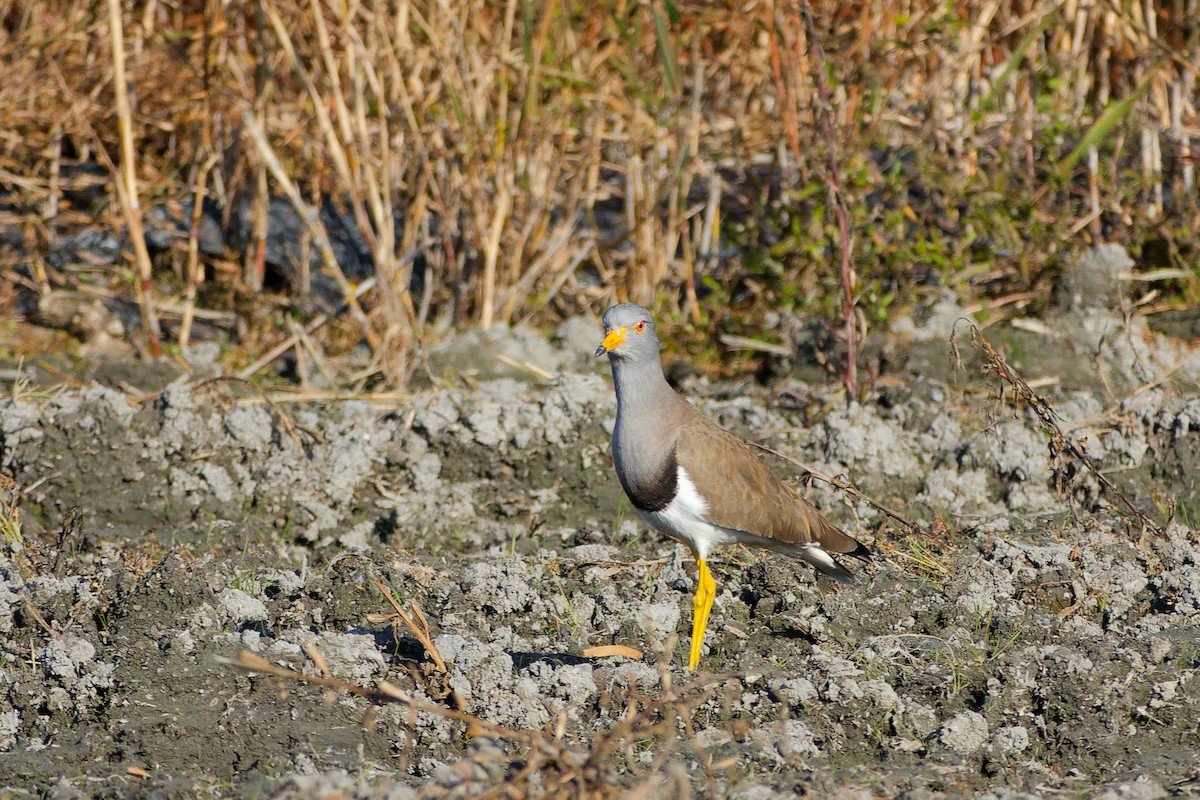 gråhodevipe - ML646558843