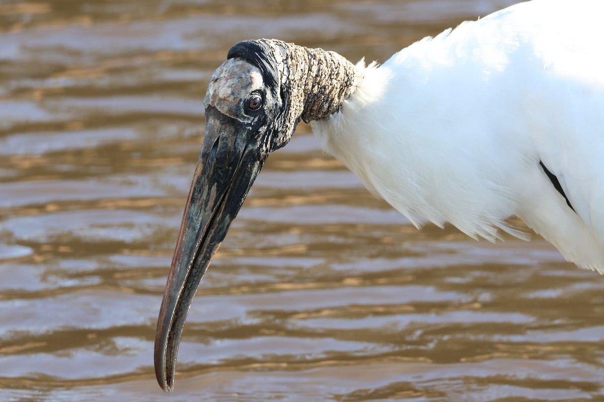 amerikastork - ML646558845