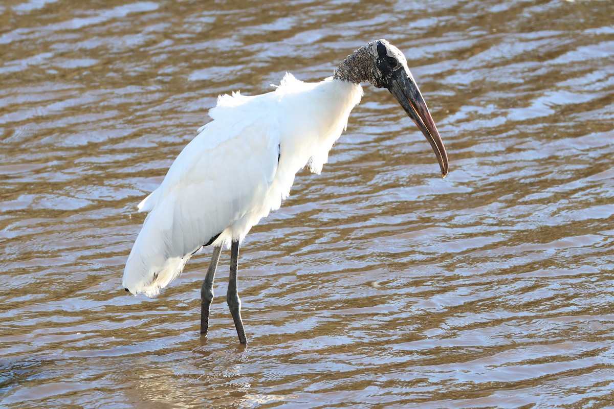 amerikastork - ML646558846