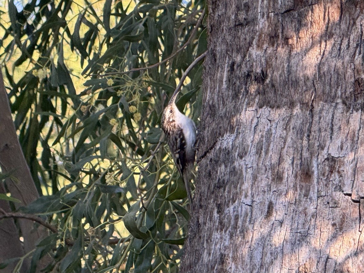 Підкоришник американський - ML646558848