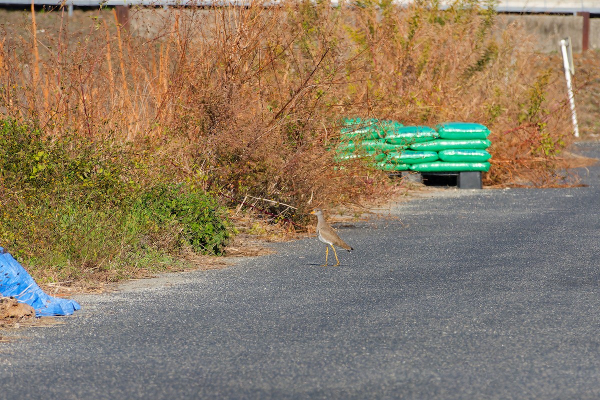 gråhodevipe - ML646558850