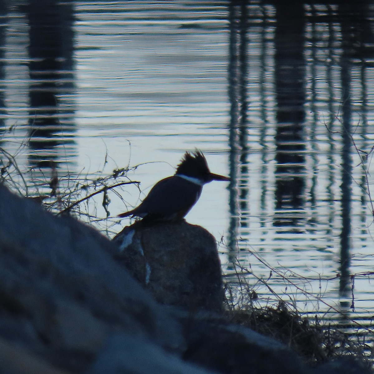 Belted Kingfisher - ML646558851