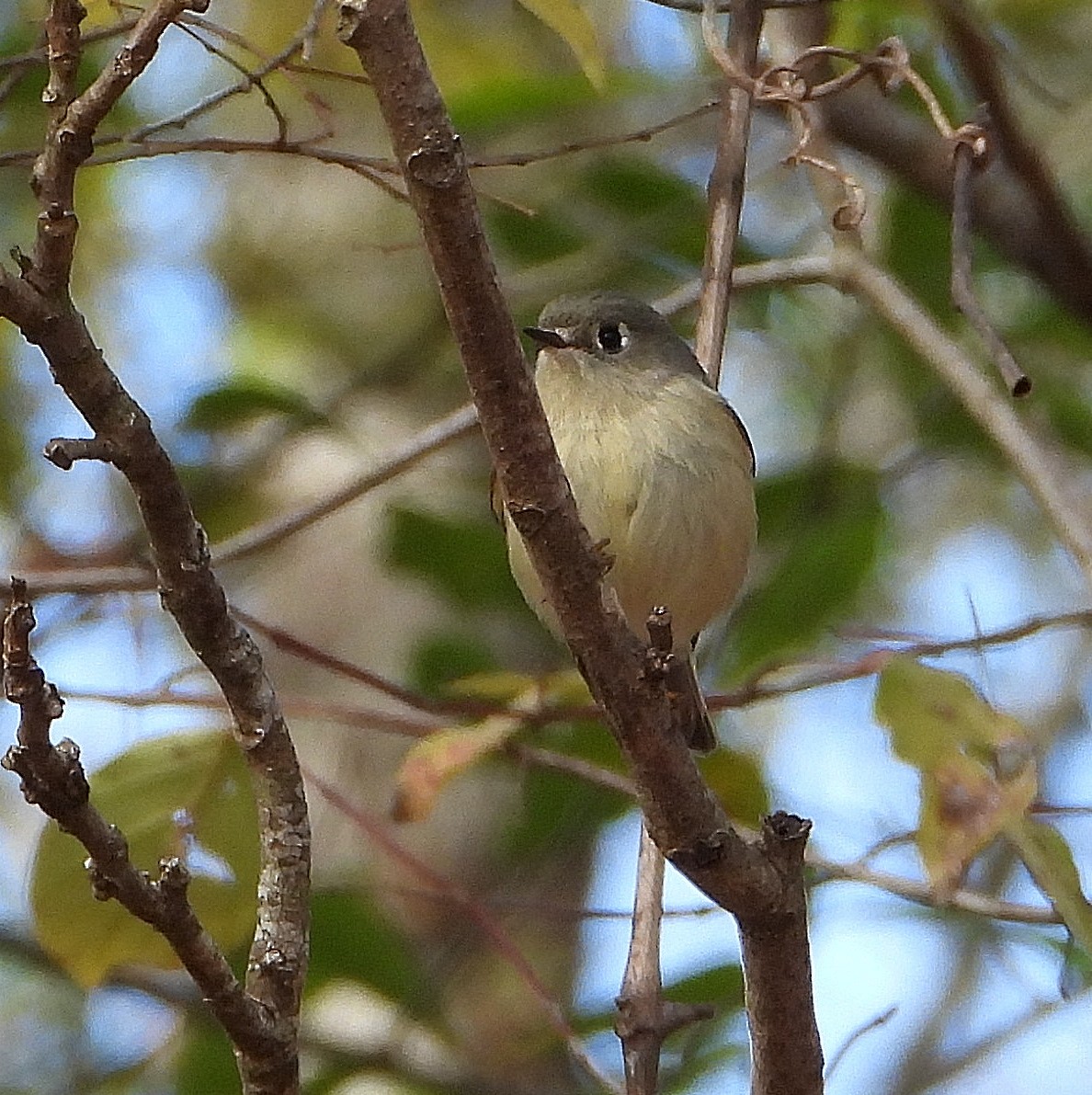 Ruby-crowned Kinglet - ML646558853