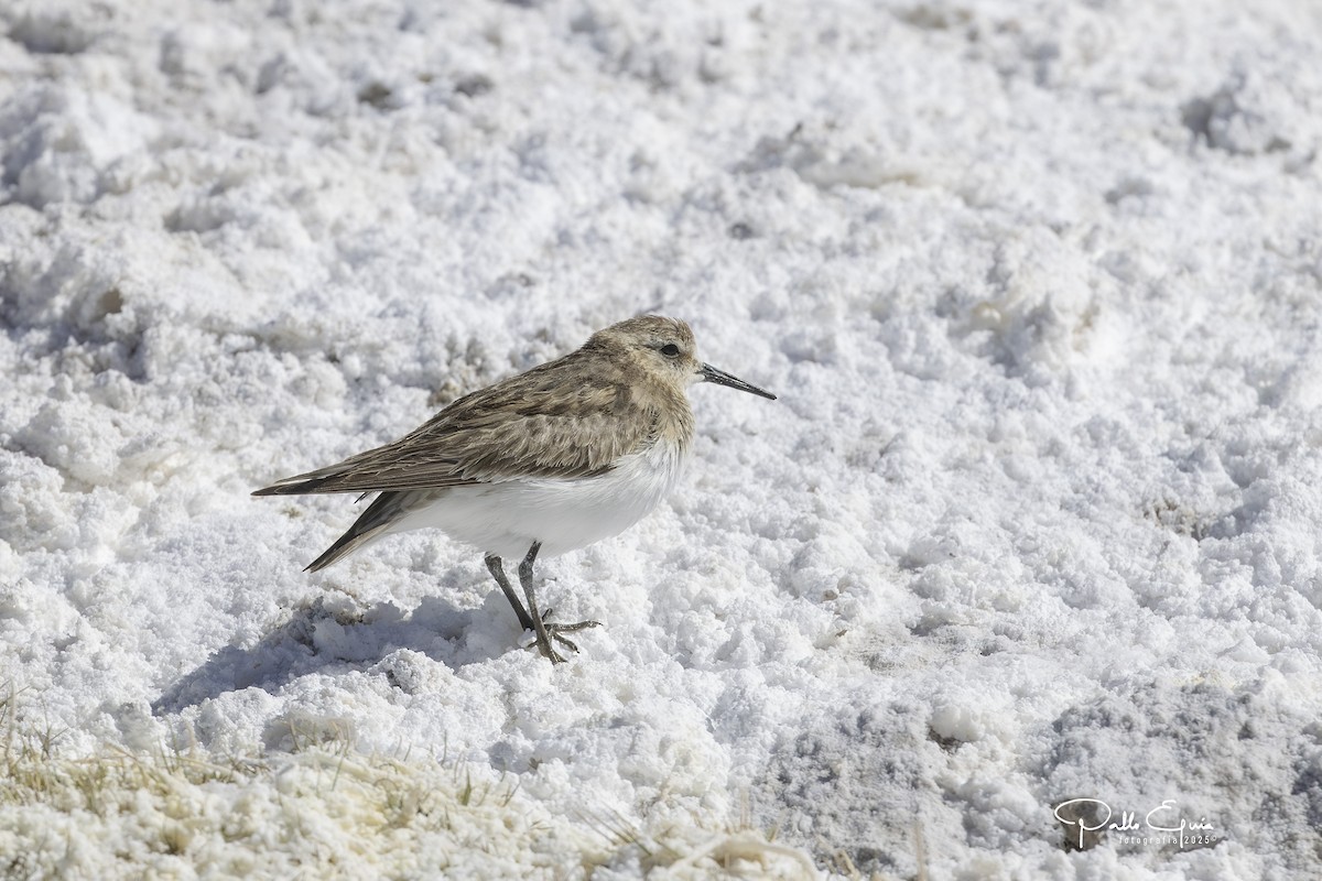 Baird's Sandpiper - ML646558855