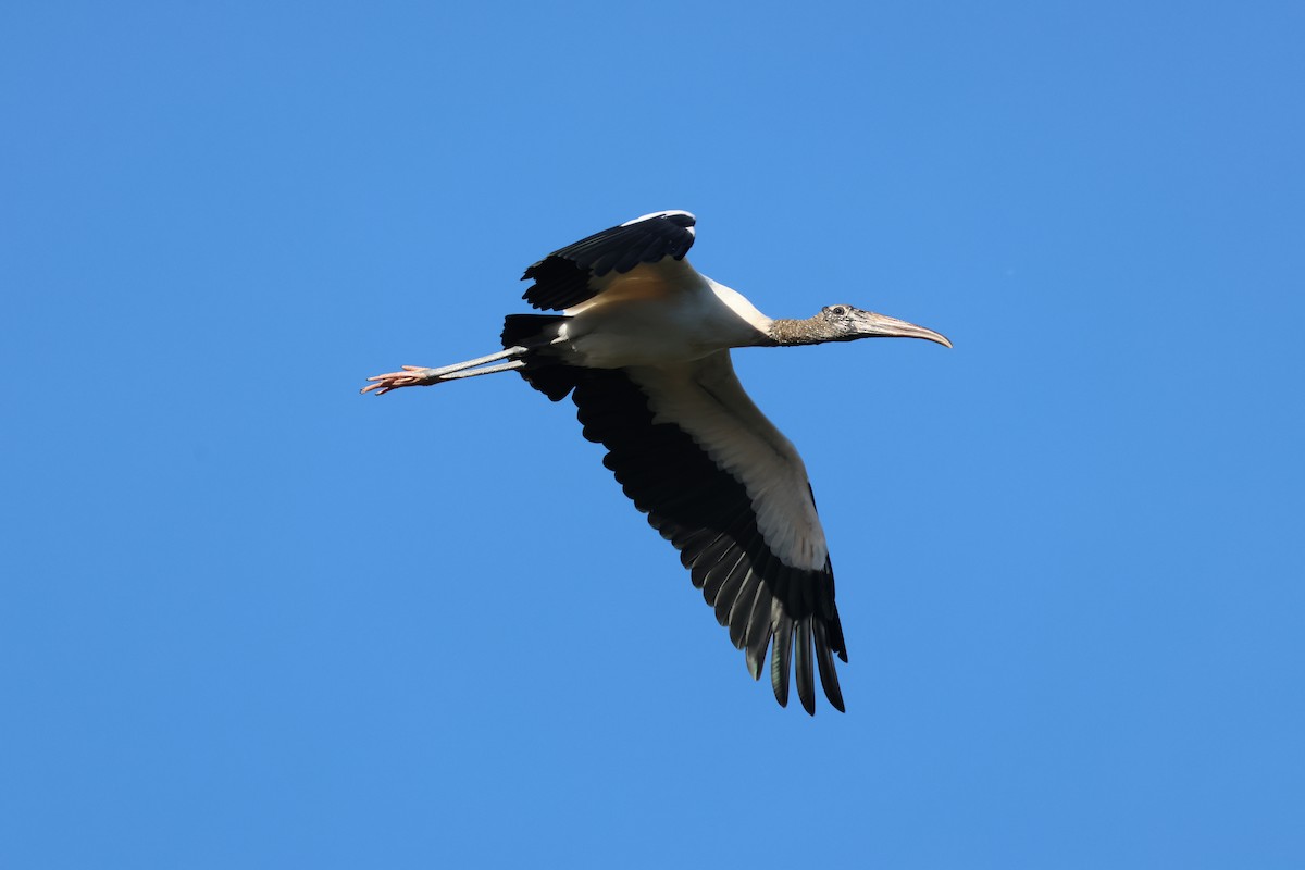 amerikastork - ML646558856