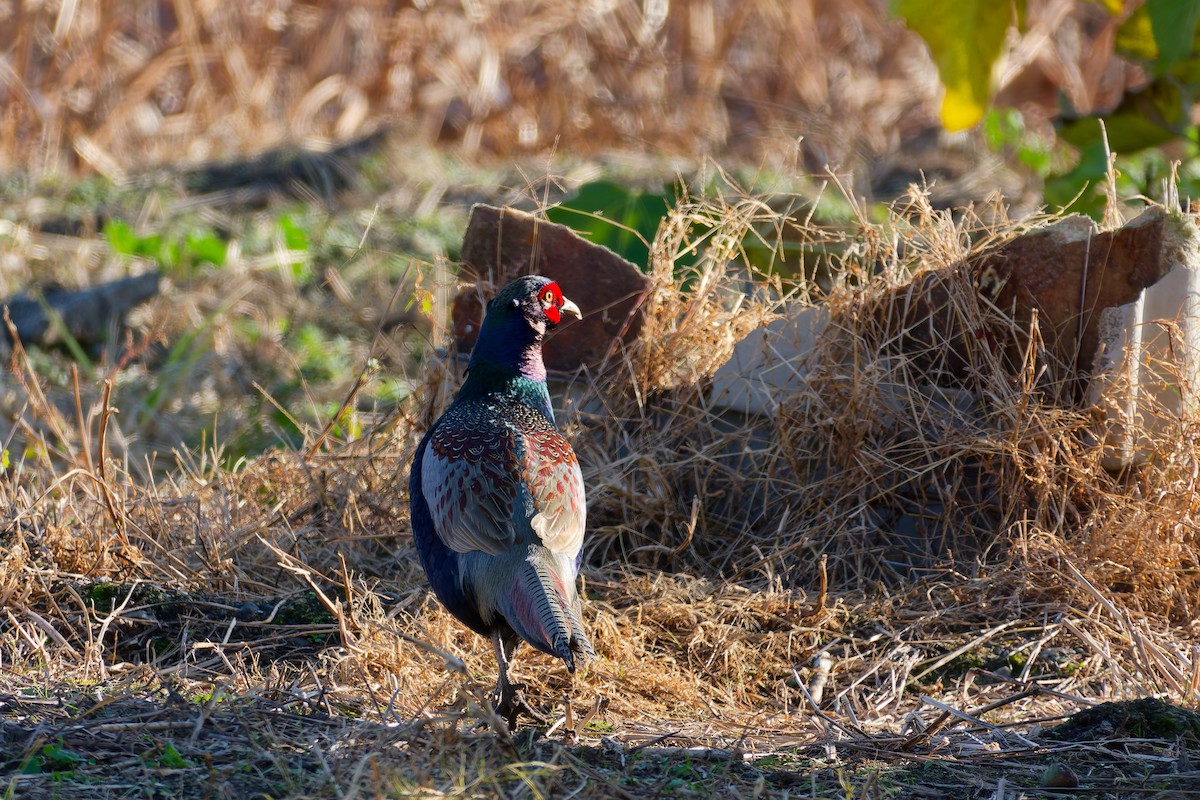 grønnfasan - ML646558858