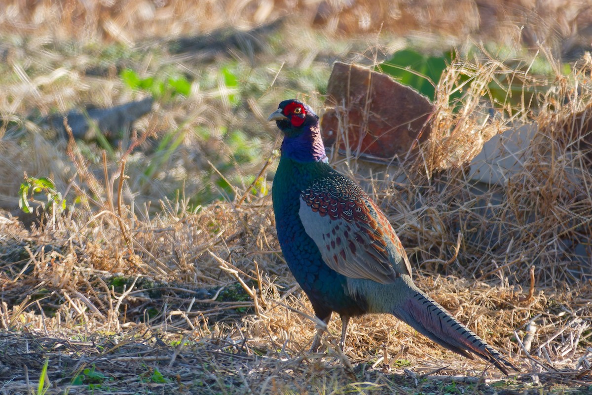 grønnfasan - ML646558859