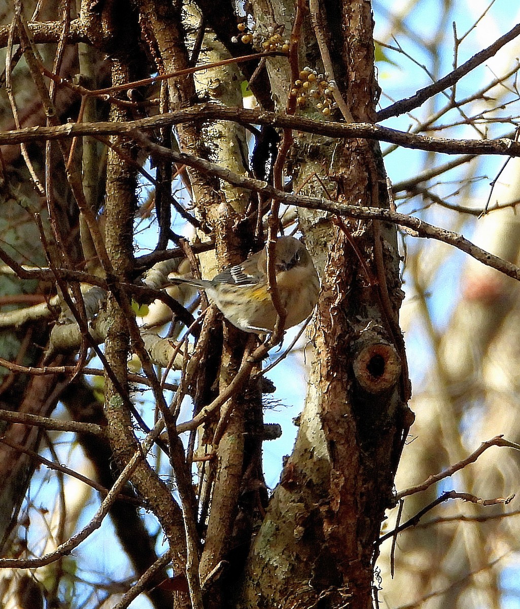 lesňáček žlutoskvrnný - ML646558861