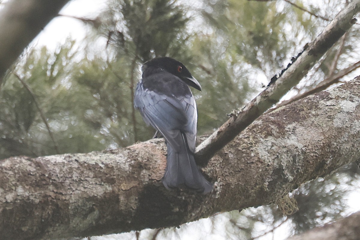 Spangled Drongo (Papuan) - ML646558862