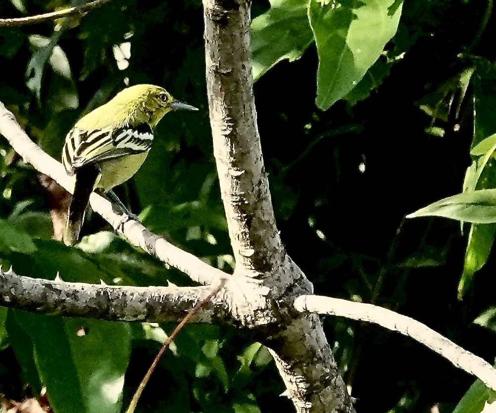 Common Iora - ML646558866