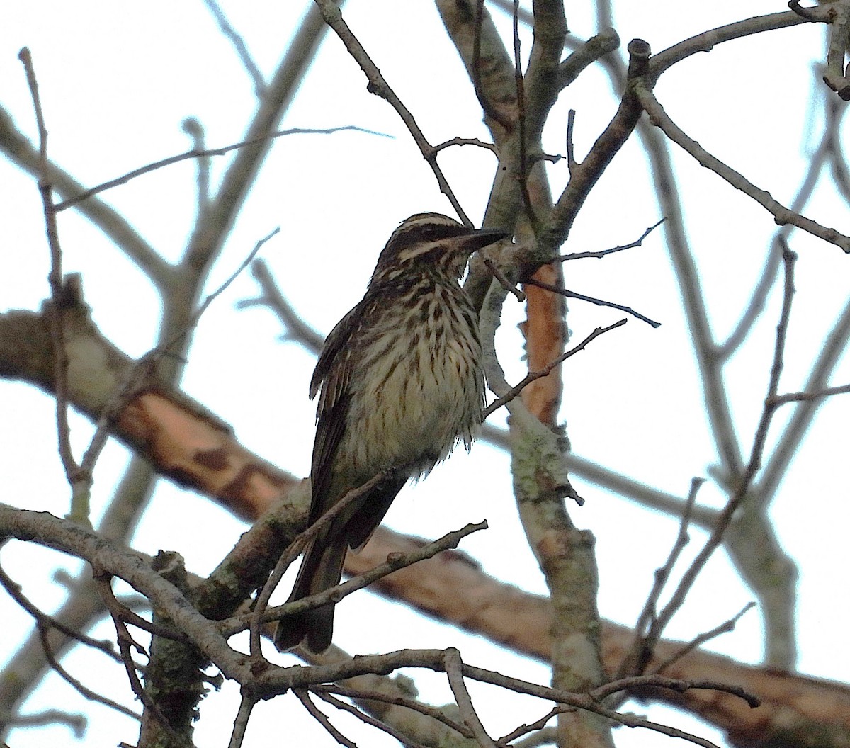 Streaked Flycatcher - ML646558867