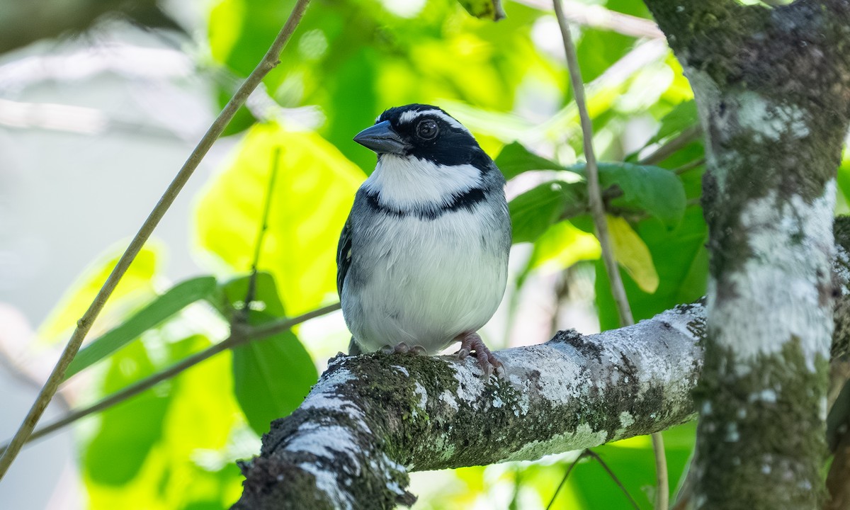 Marañon Sparrow - ML646558868