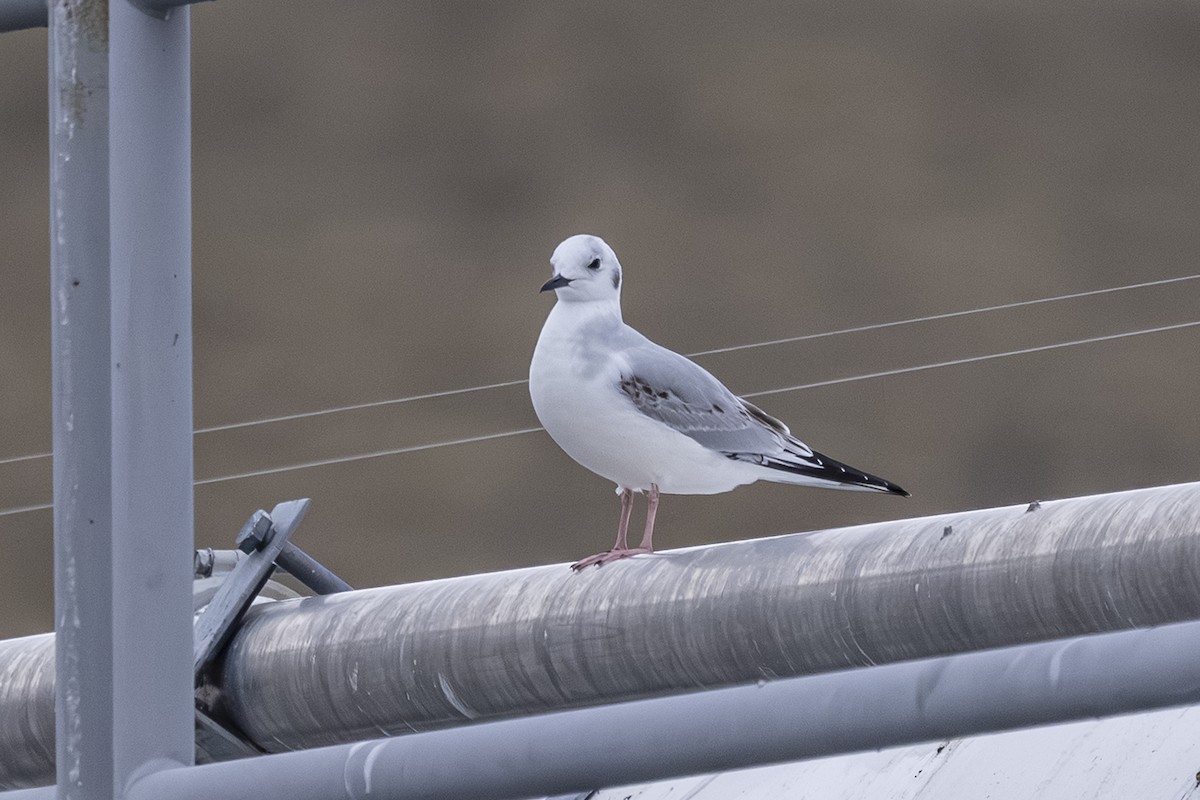 Gaviota de Bonaparte - ML646558869