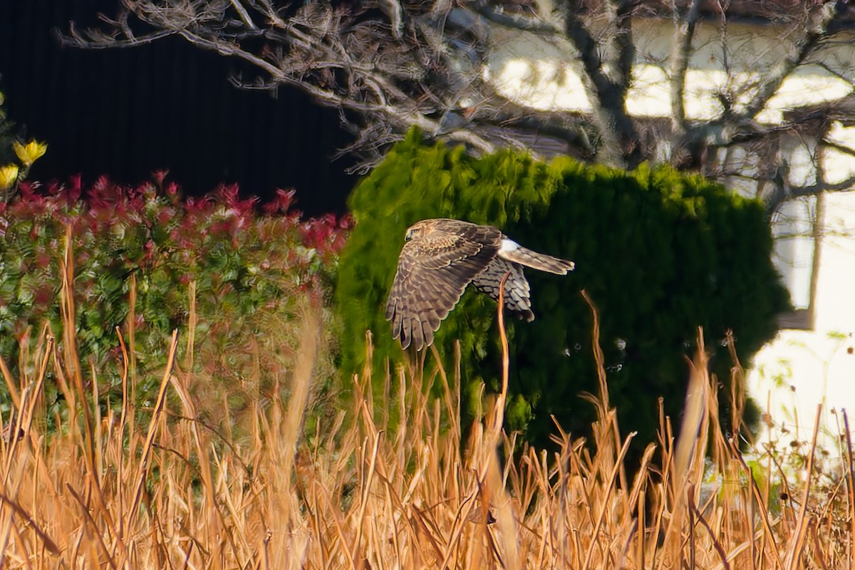 myrhauk - ML646558872