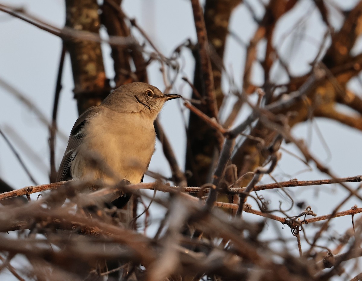 Northern Mockingbird - ML646558873