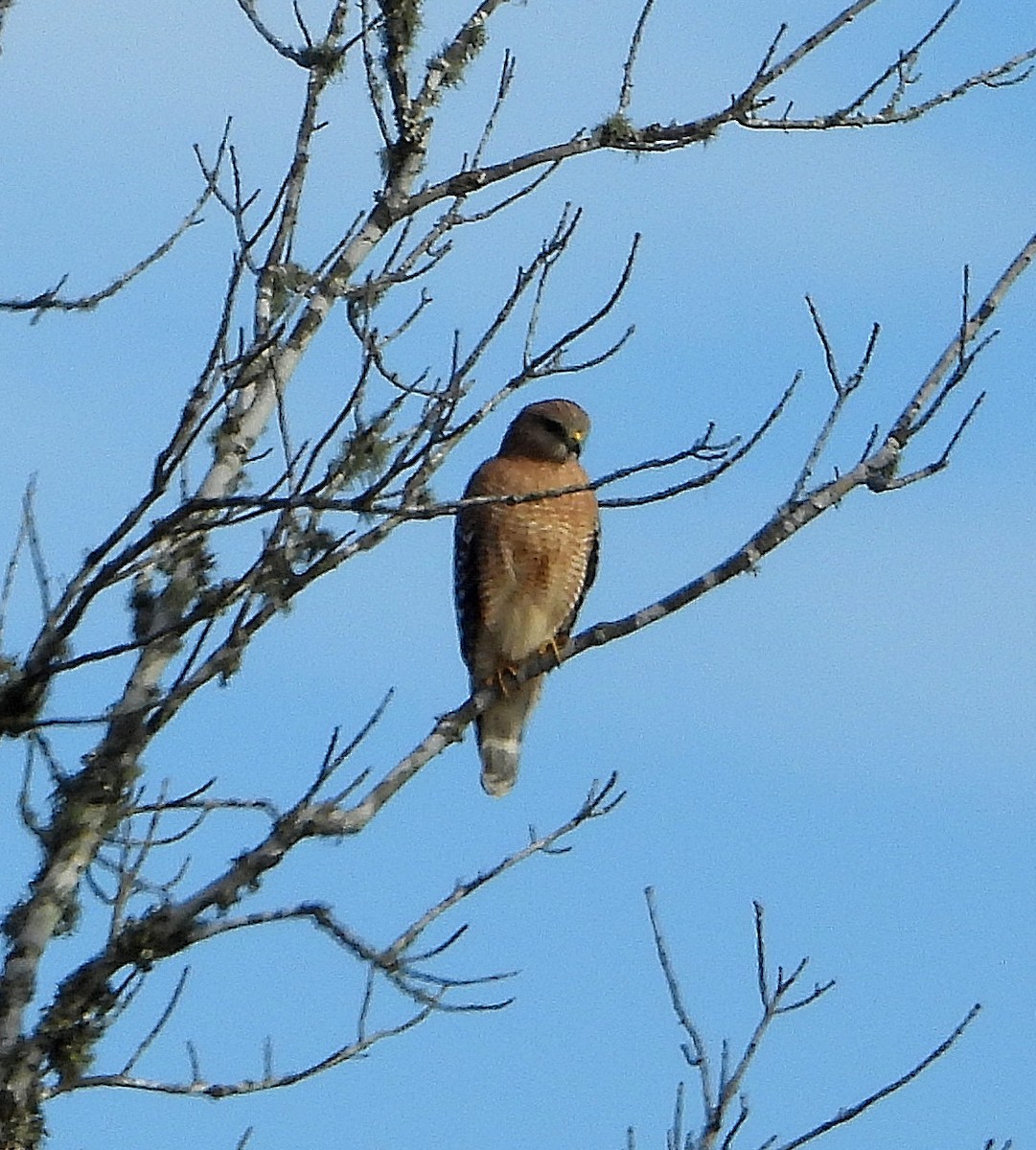 káně páskovaná - ML646558874