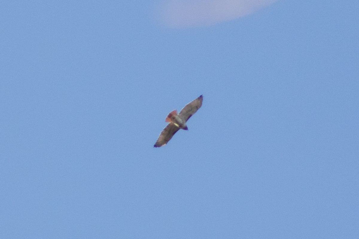 káně rudochvostá - ML646558878