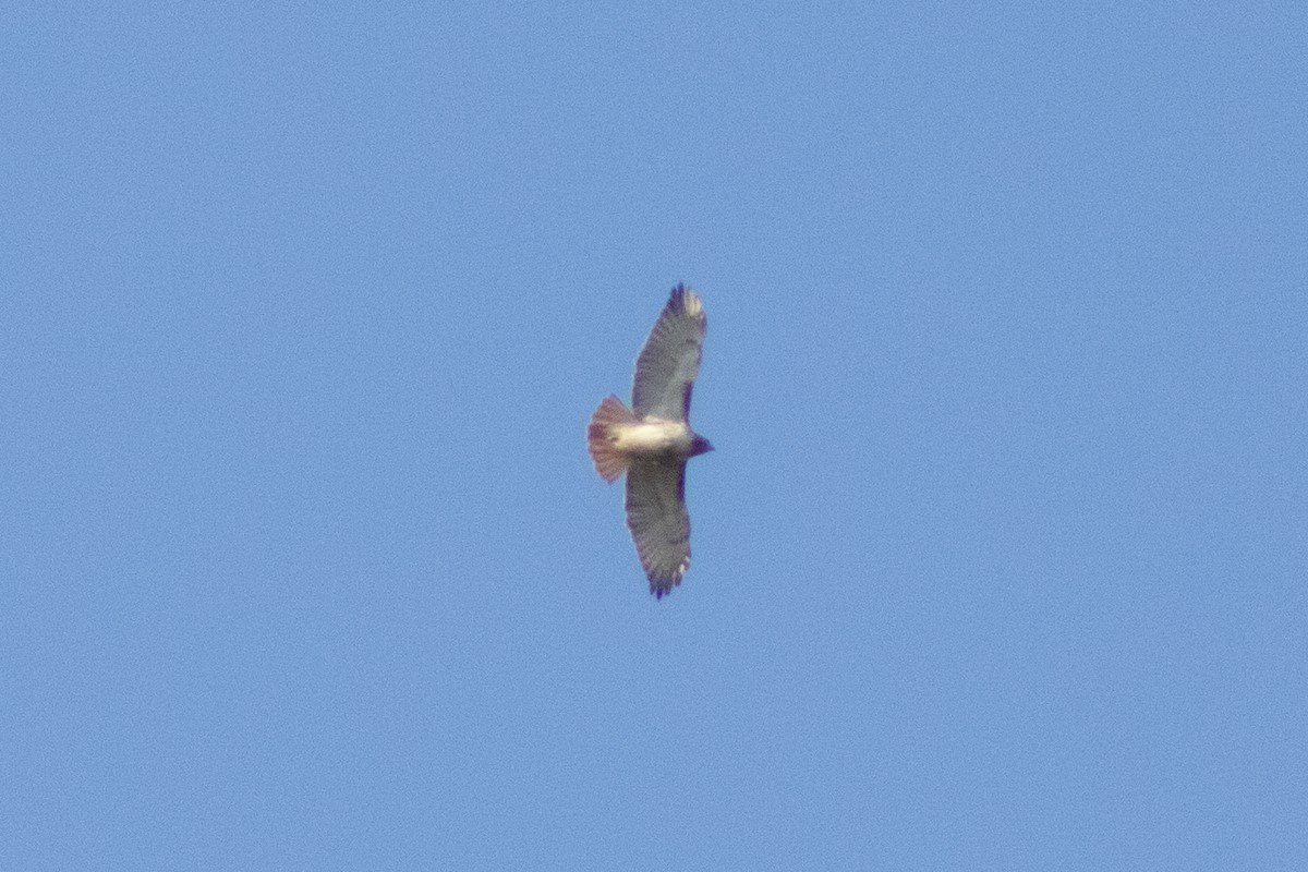 káně rudochvostá - ML646558879