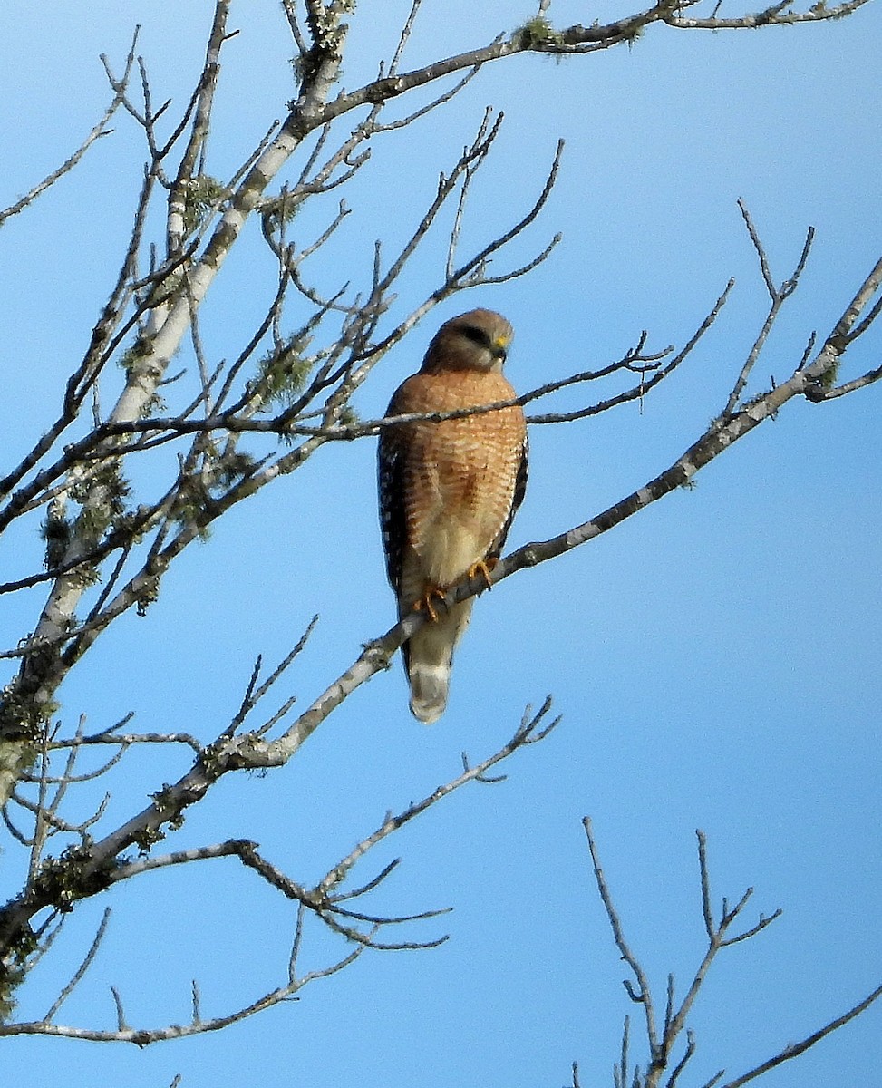 káně páskovaná - ML646558880