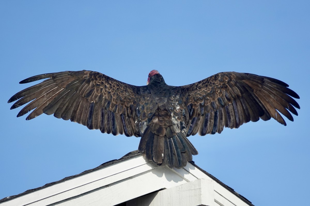 Turkey Vulture - ML646558883