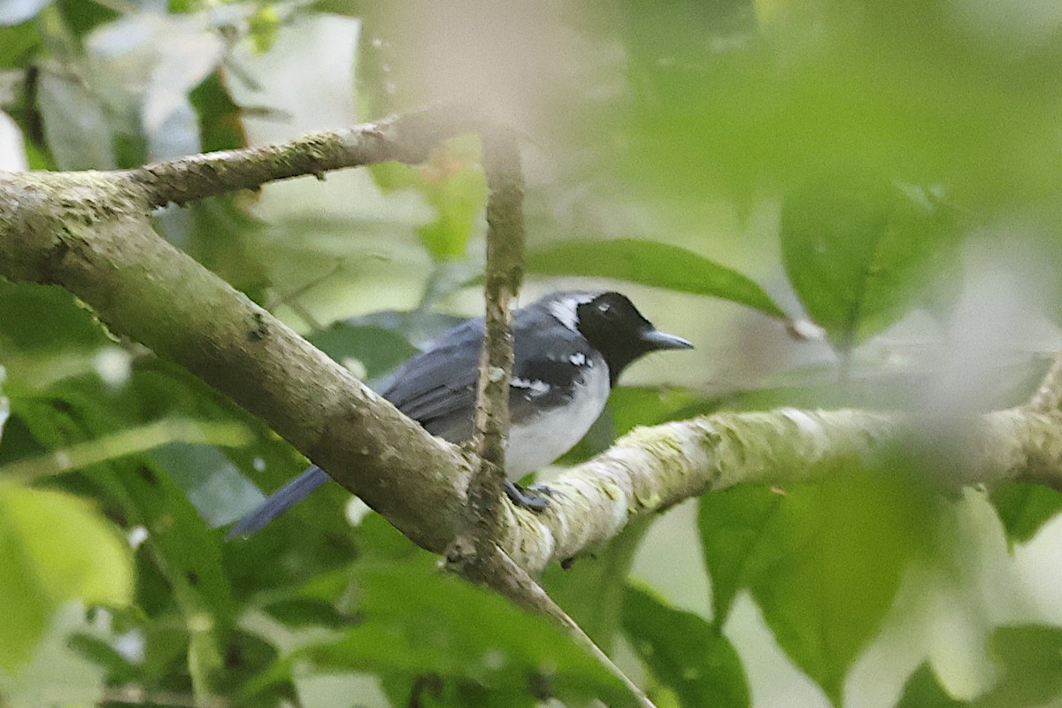 Spot-winged Monarch - ML646558885