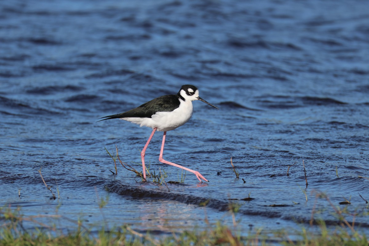 クロエリセイタカシギ - ML646558886