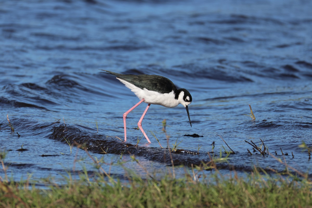 クロエリセイタカシギ - ML646558887