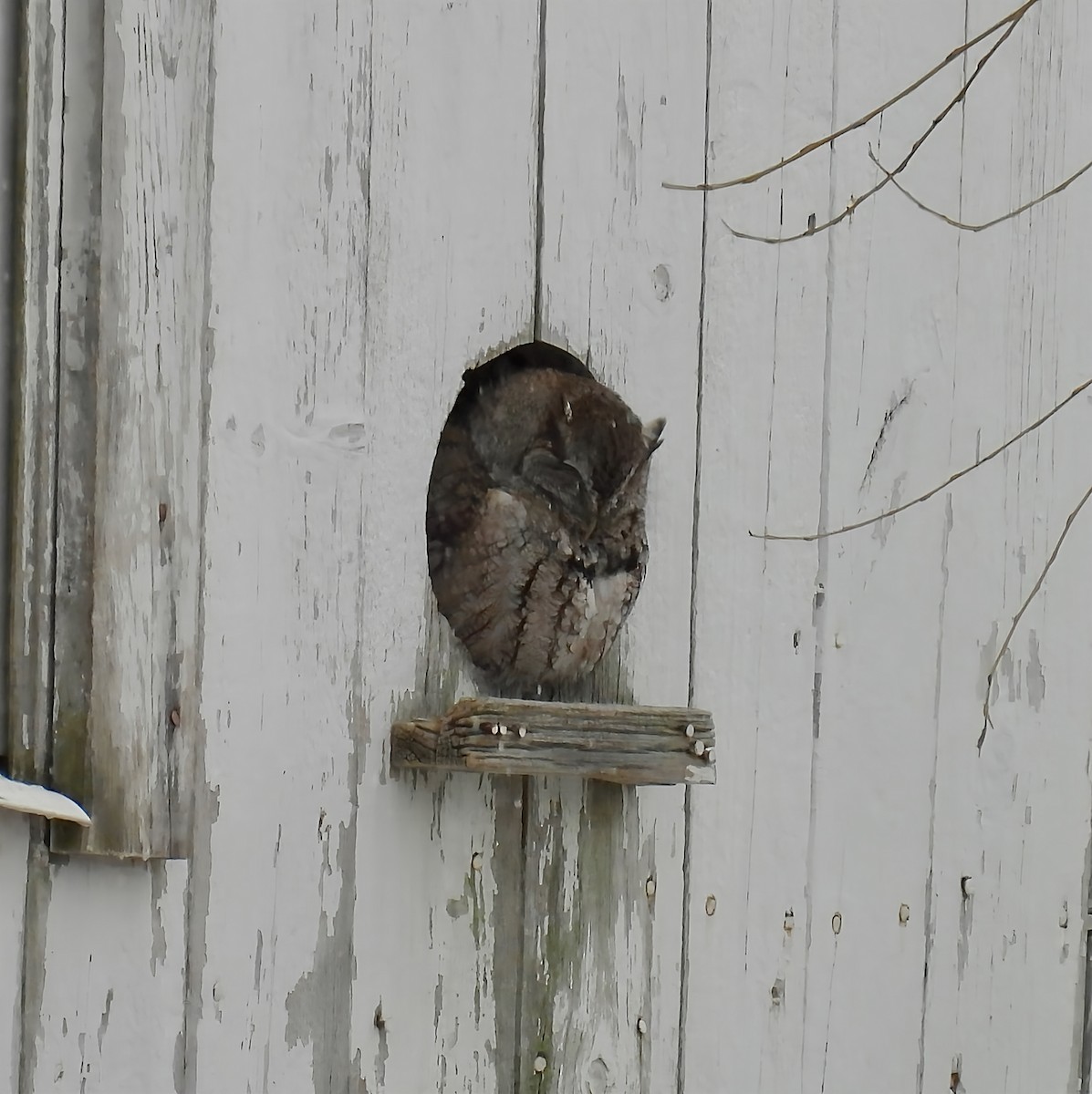 Eastern Screech-Owl - ML646558888