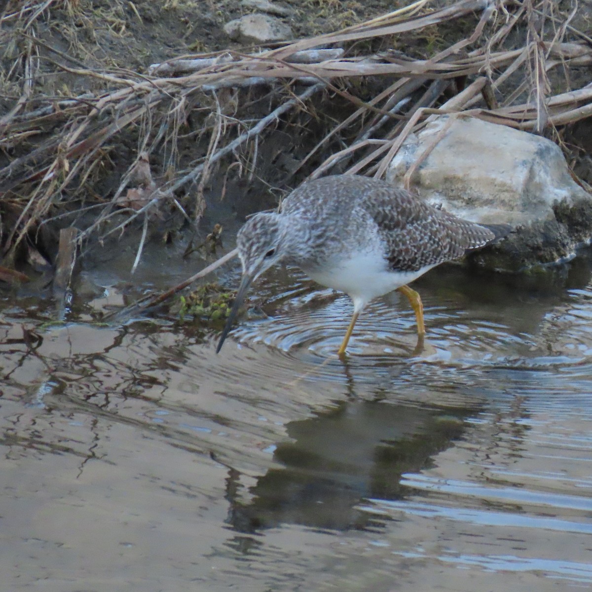 Greater Yellowlegs - ML646558889