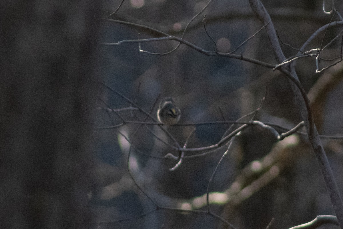 králíček zlatohlavý - ML646558890