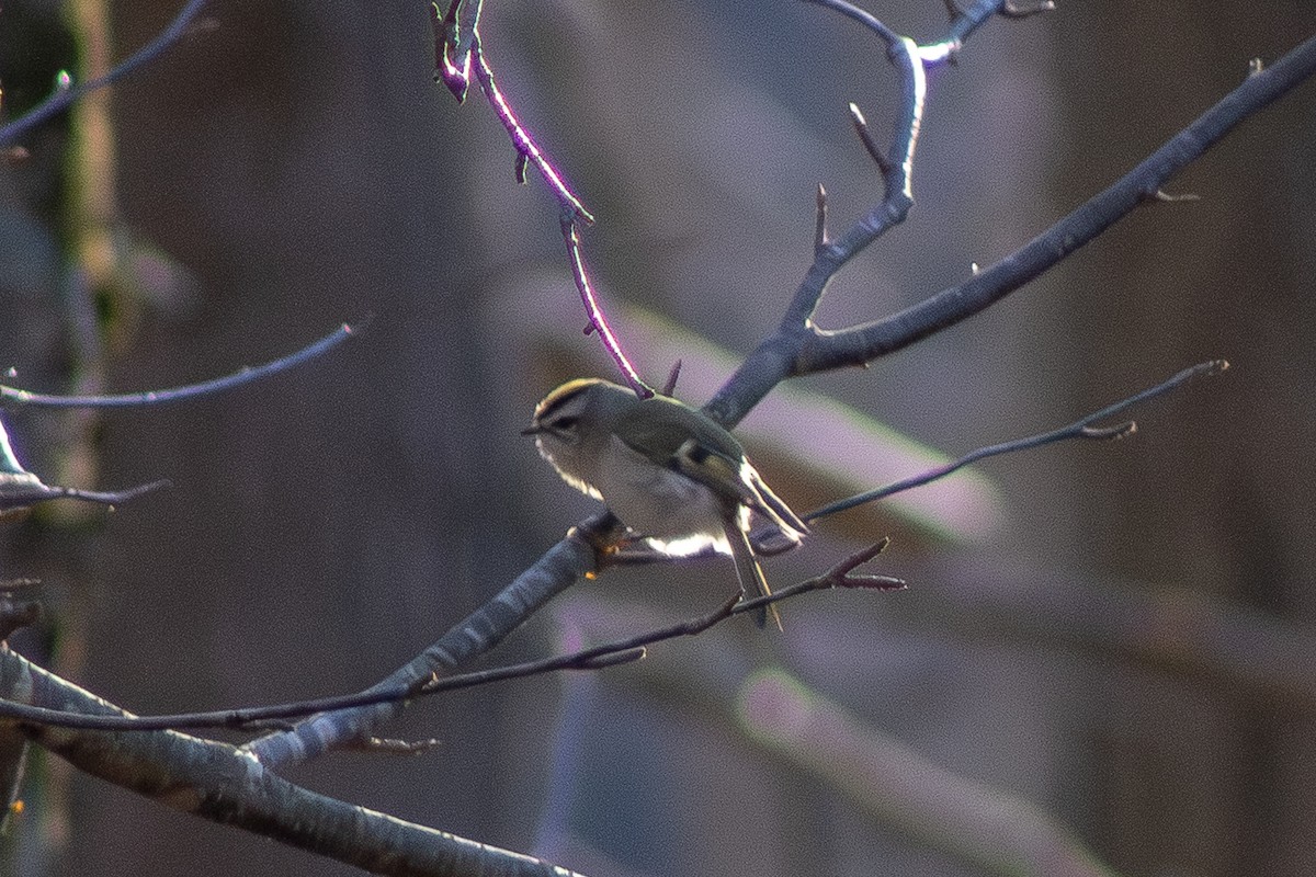 králíček zlatohlavý - ML646558891