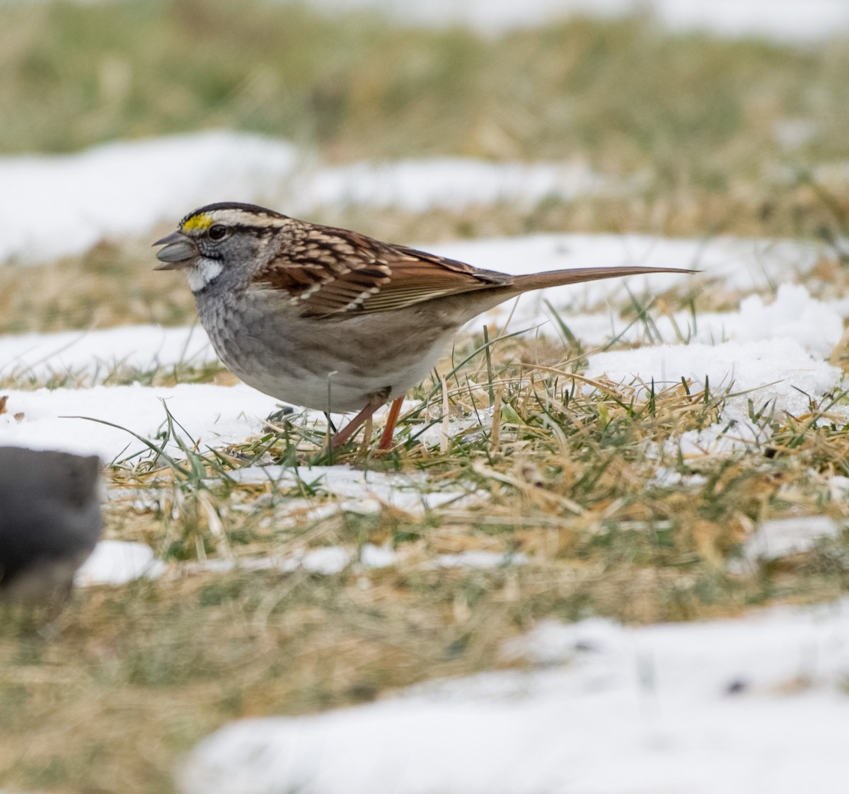 White-throated Sparrow - ML646558892