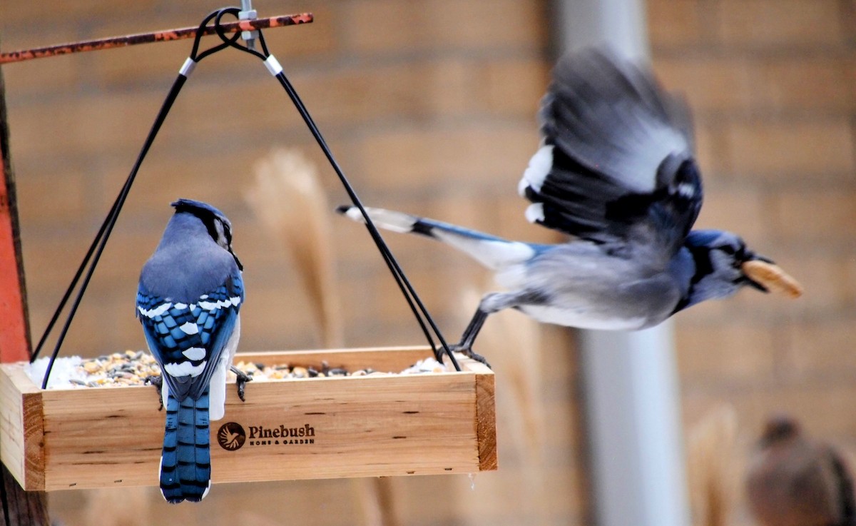 Blue Jay - ML646558893