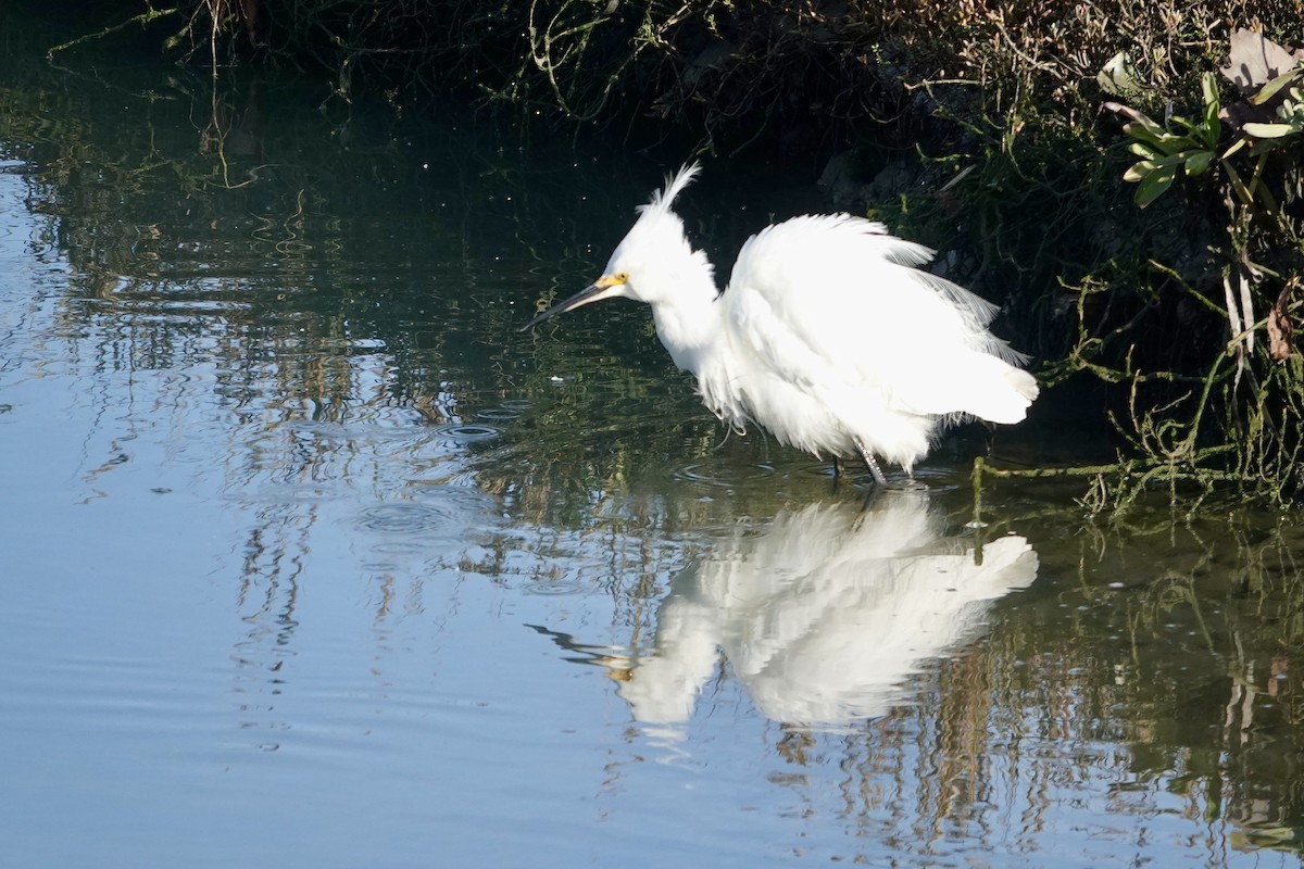 Snowy Egret - ML646558897