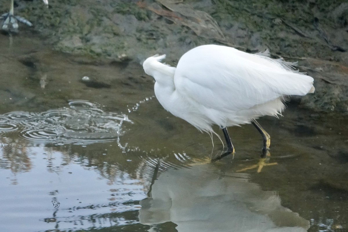 Snowy Egret - ML646558898