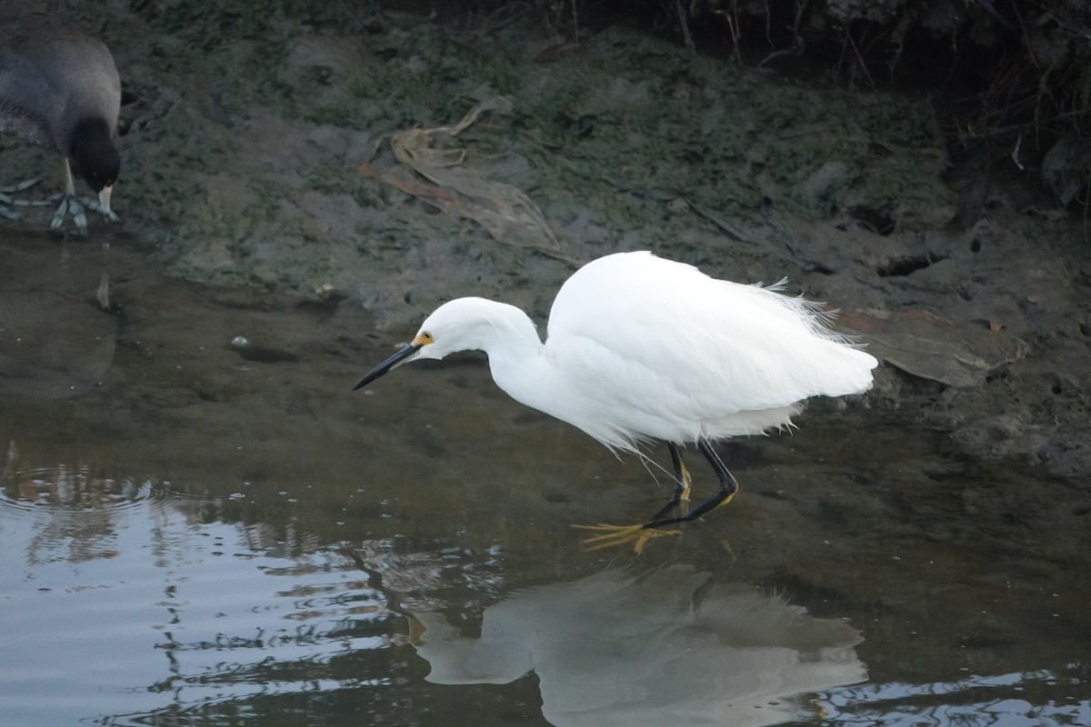 Snowy Egret - ML646558899