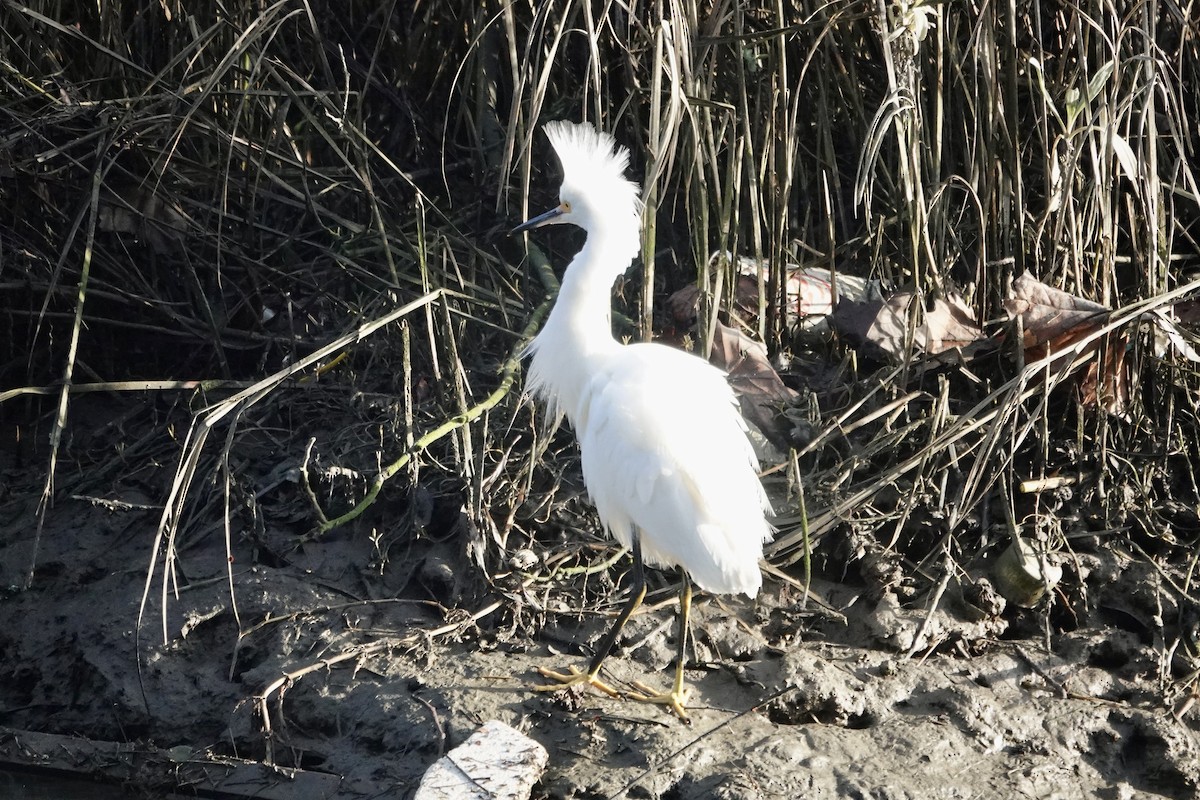 Snowy Egret - ML646558900